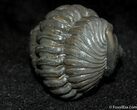 Large Enrolled Flexicalymene Trilobite From Indiana #500-1